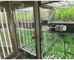 A incubadora artificial e a cor da caixa do crescimento vegetal da máquina da germinação da semente do clima da câmara de crescimento vegetal de Liyi são azuis